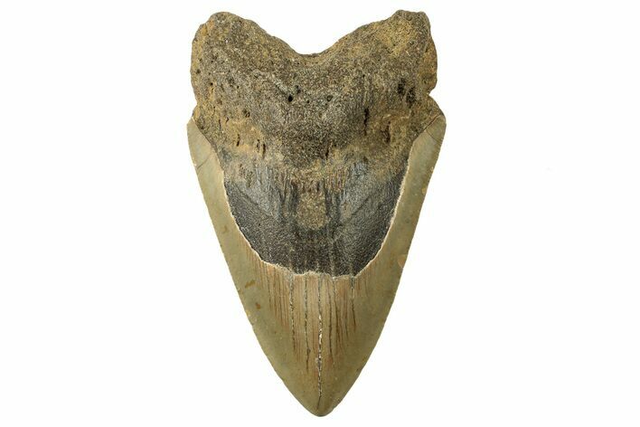 Fossil Megalodon Tooth - North Carolina #257982